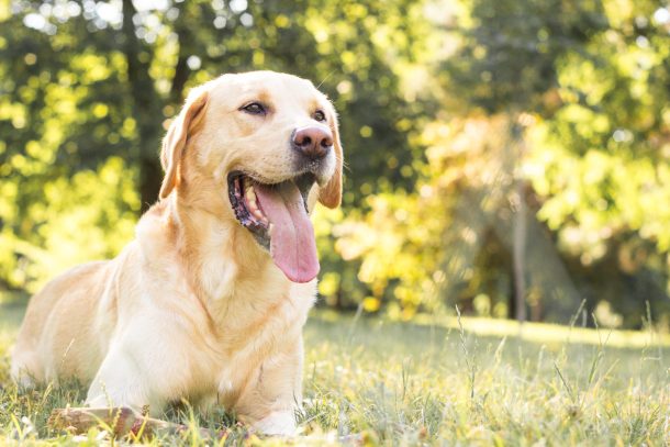malattie-ereditarie-cane_cover cane labrador in un prato