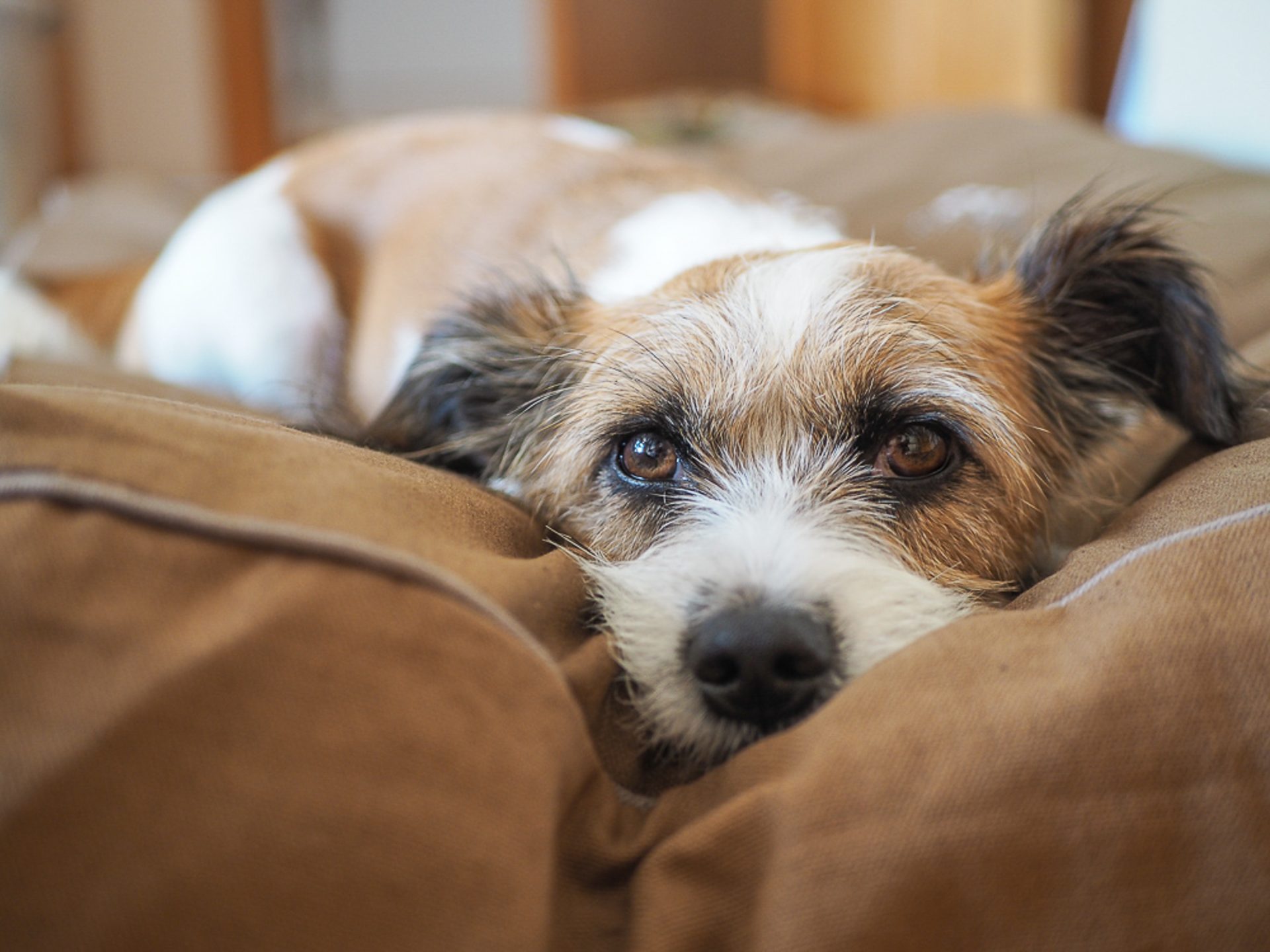 cane con espressione mogia sul divano
