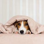 cane jack russell sotto le coperte