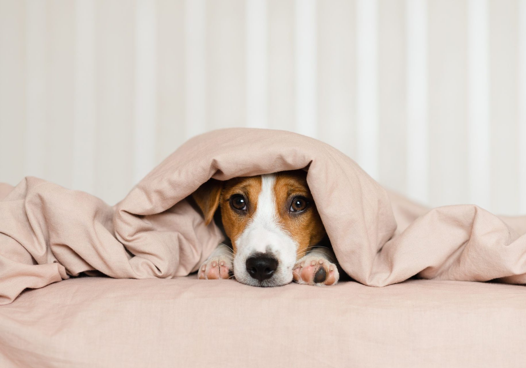 raffreddore-cane_cover cane jack russell sotto le coperte