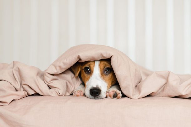 cane jack russell sotto le coperte
