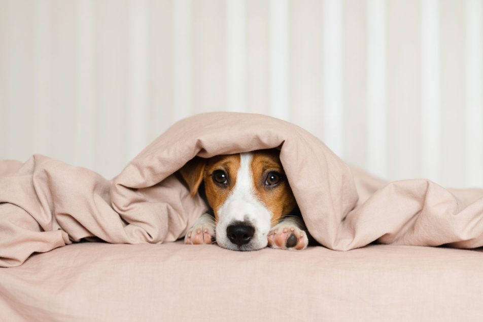 raffreddore-cane_cover cane jack russell sotto le coperte