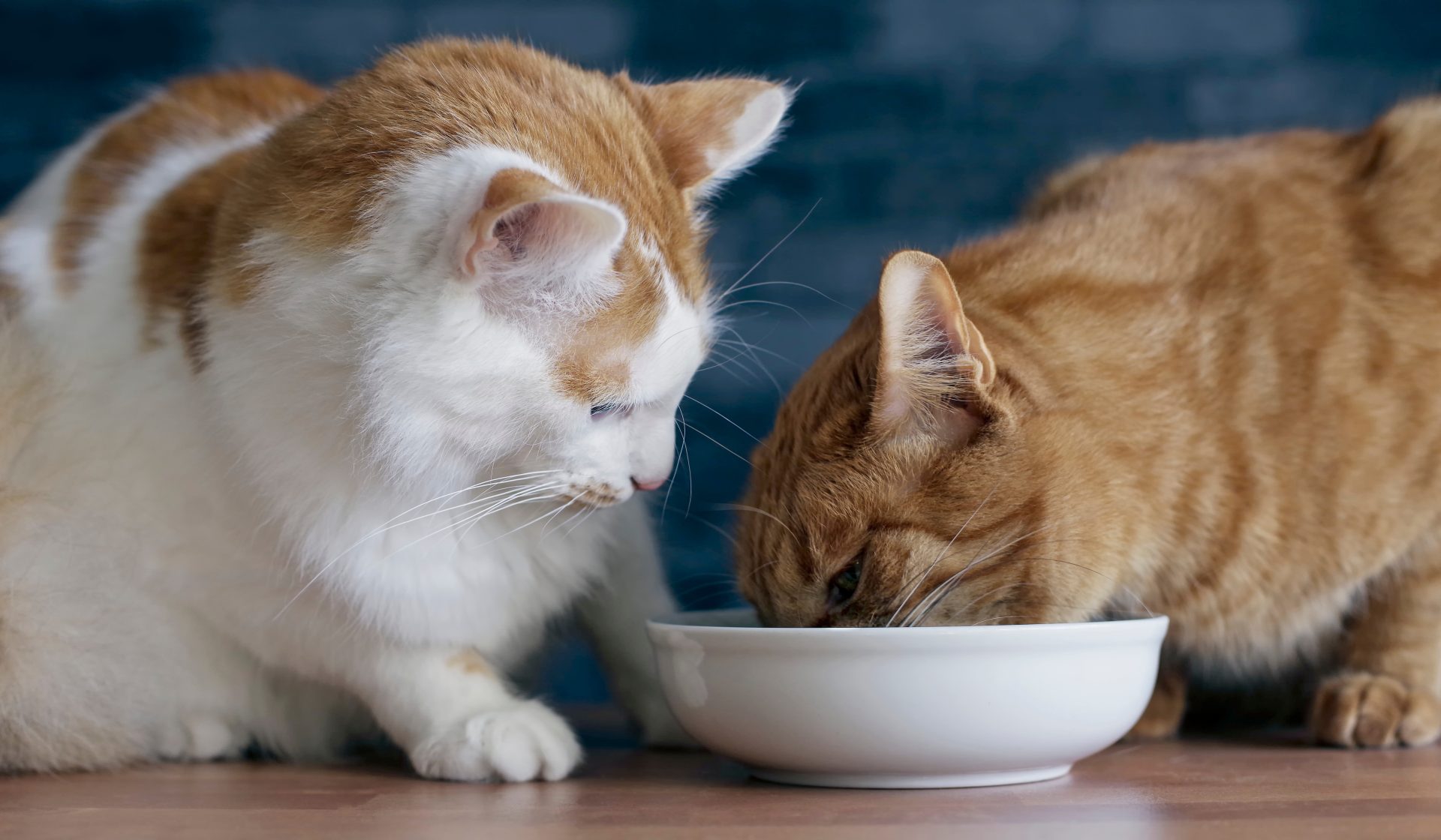 due gatti mangiano da una ciotola