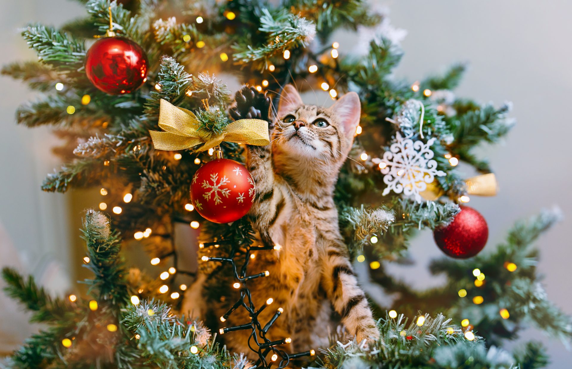 gatto gioca con le luci sull'albero di natale