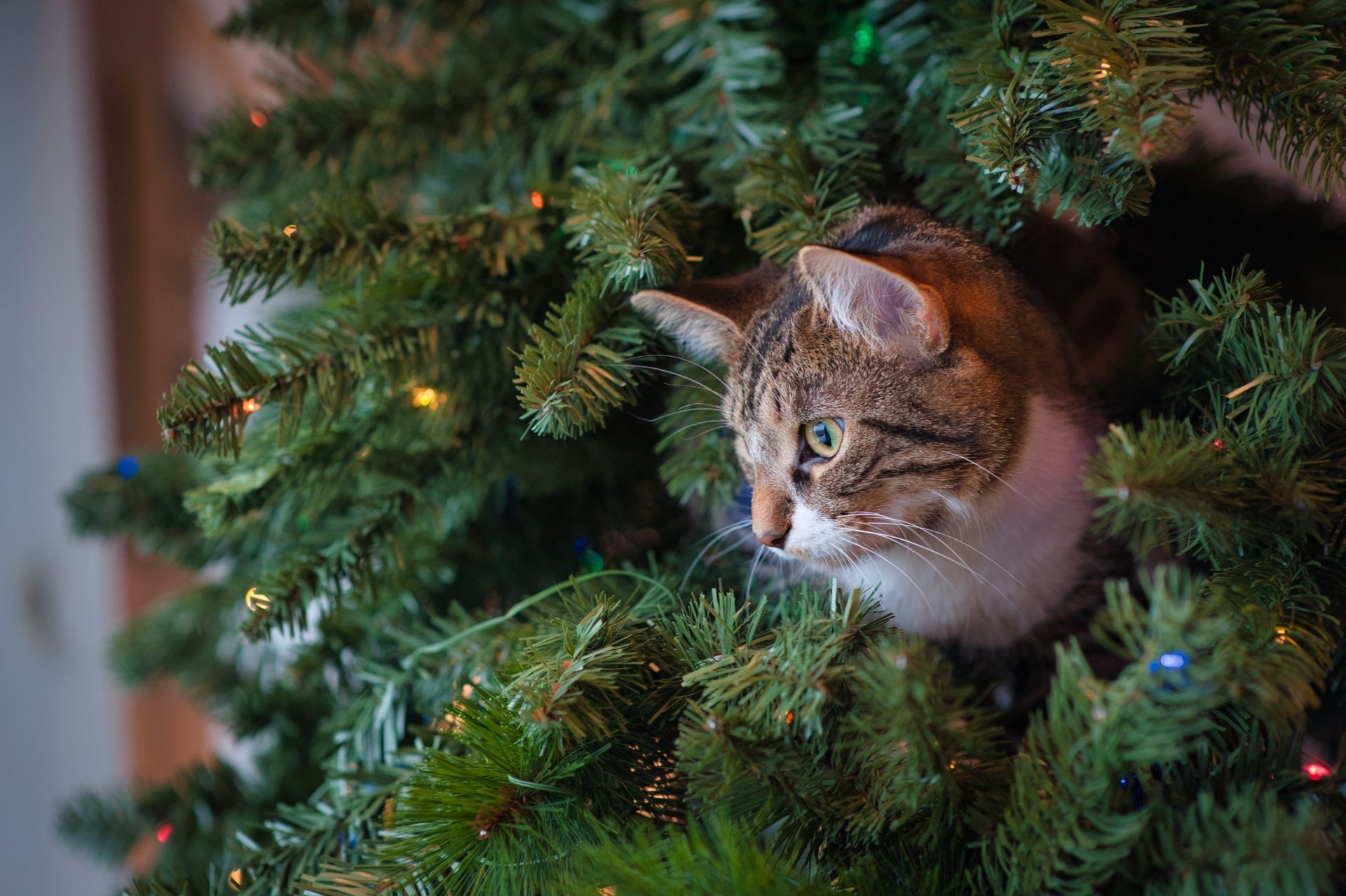 gatto tra i rami di un albero di natale