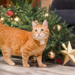 gatto rosso davanti ad albero di natale caduto a terra
