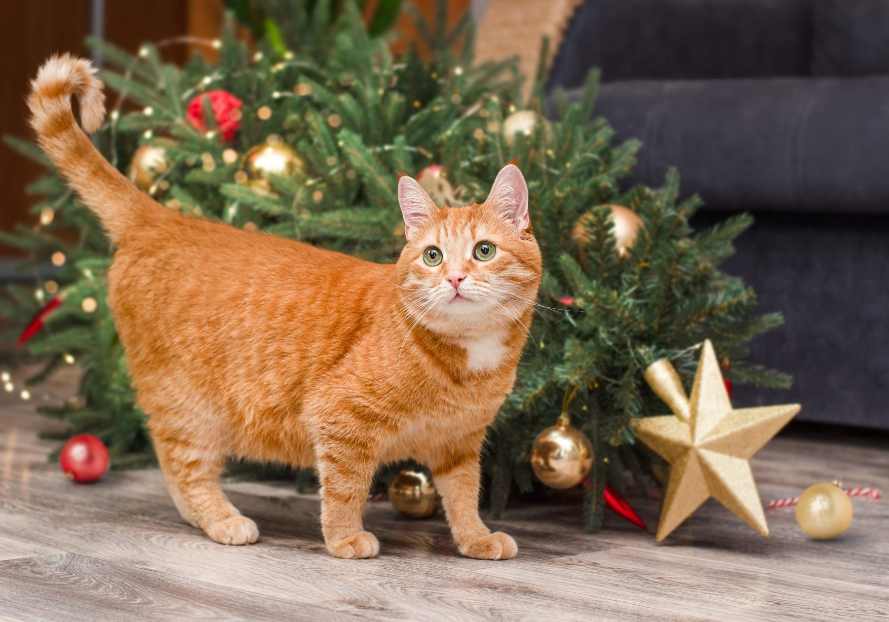 gatto rosso davanti ad albero di natale caduto a terra