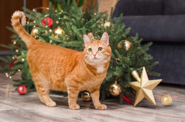 gatto rosso davanti ad albero di natale caduto a terra