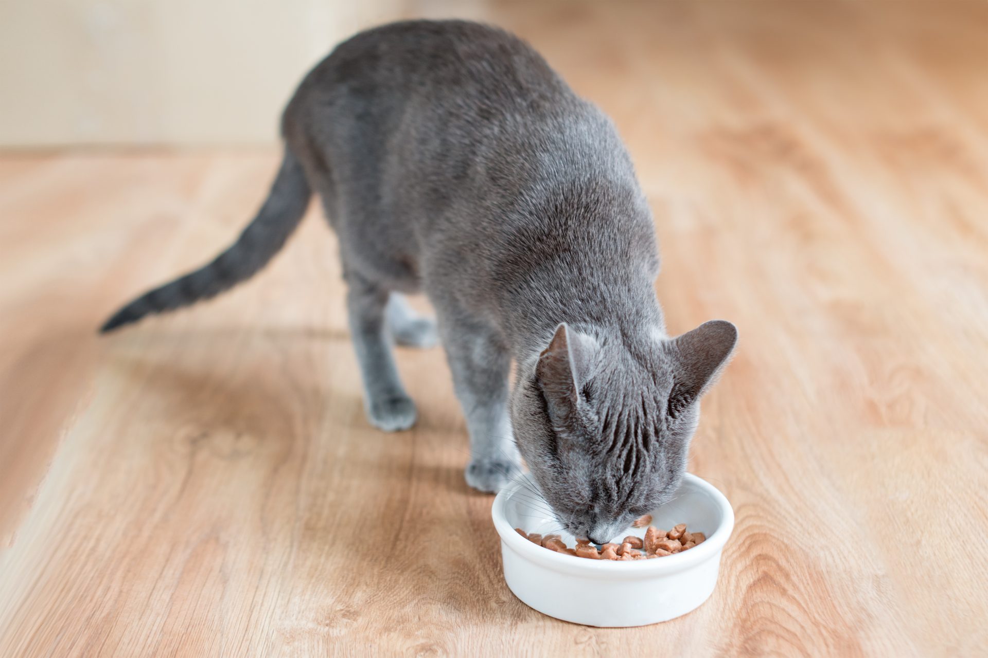 gatto mangia cibo da ciotola