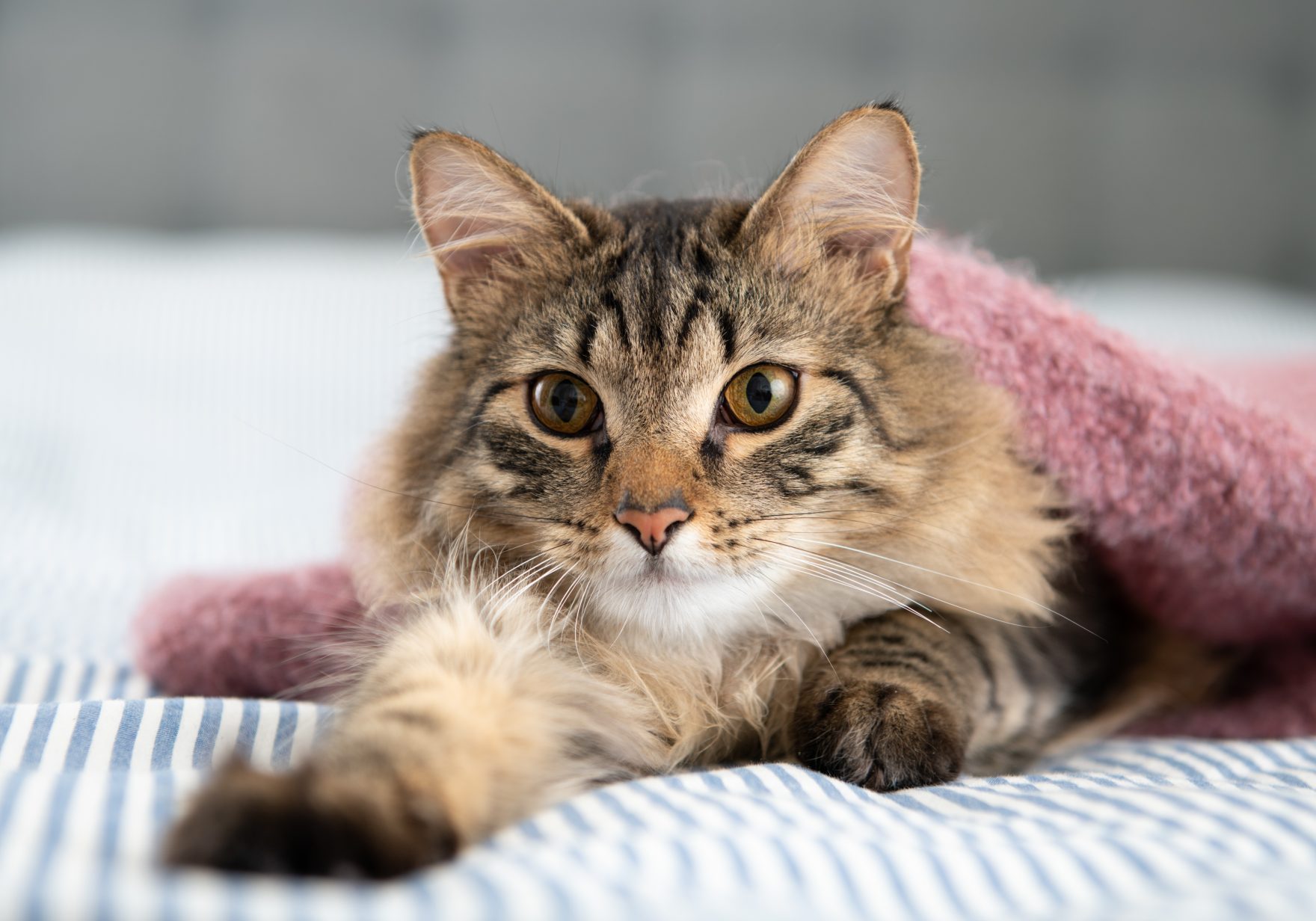 gatti-in-inverno_cover gatto a pelo lungo sotto coperta