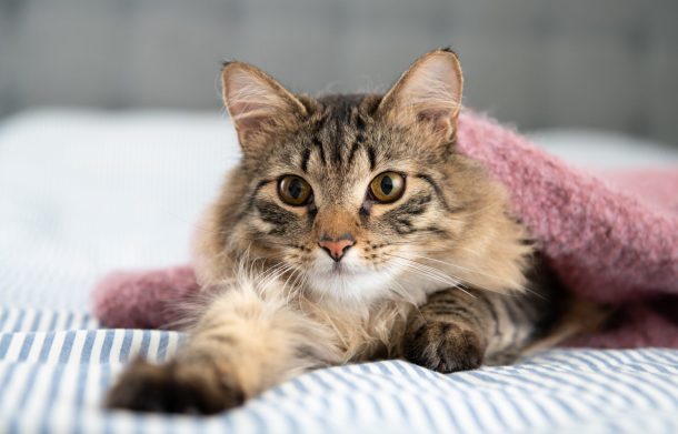 gatti-in-inverno_cover gatto a pelo lungo sotto coperta