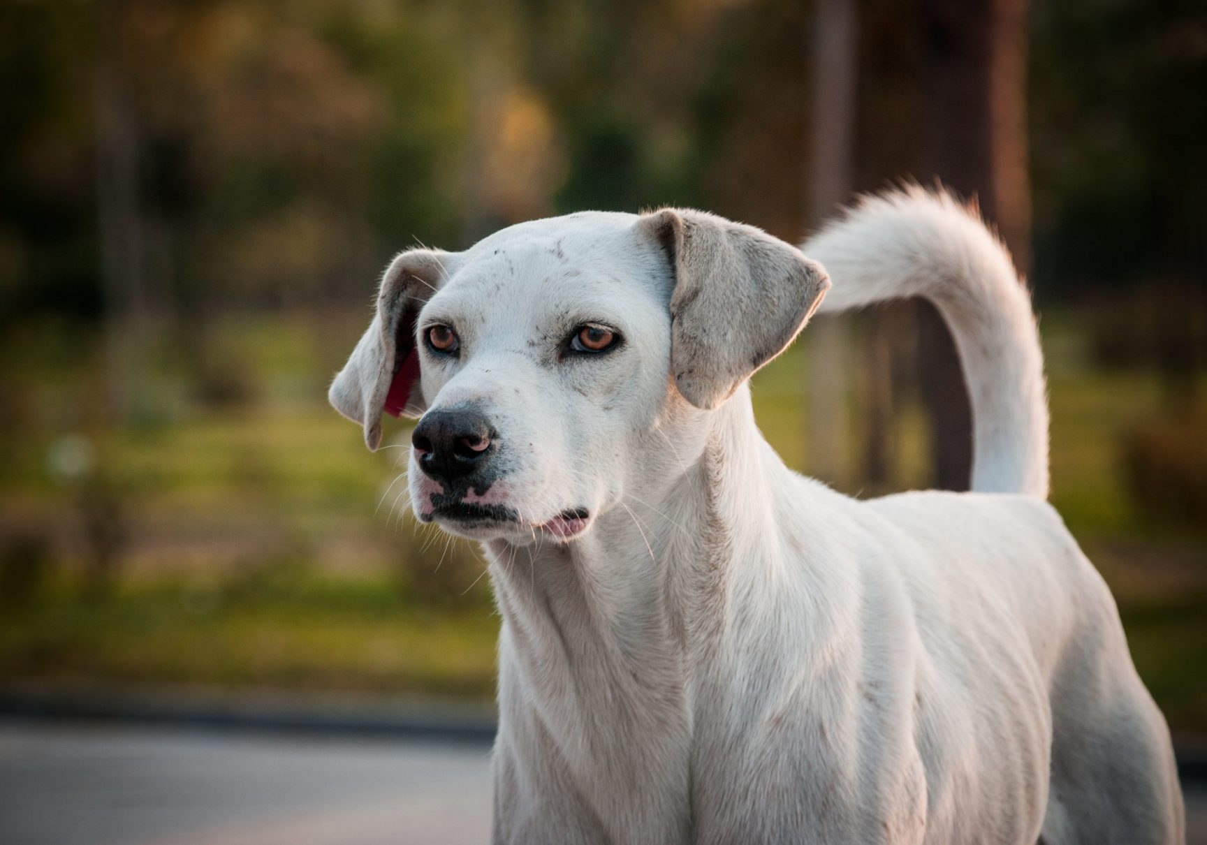 rabbia cane bianco all'aperto