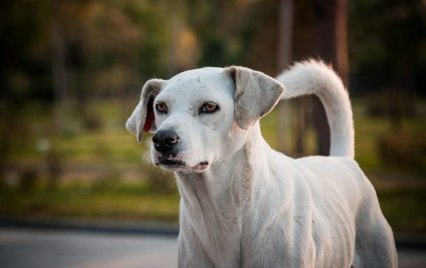 rabbia cane bianco all'aperto