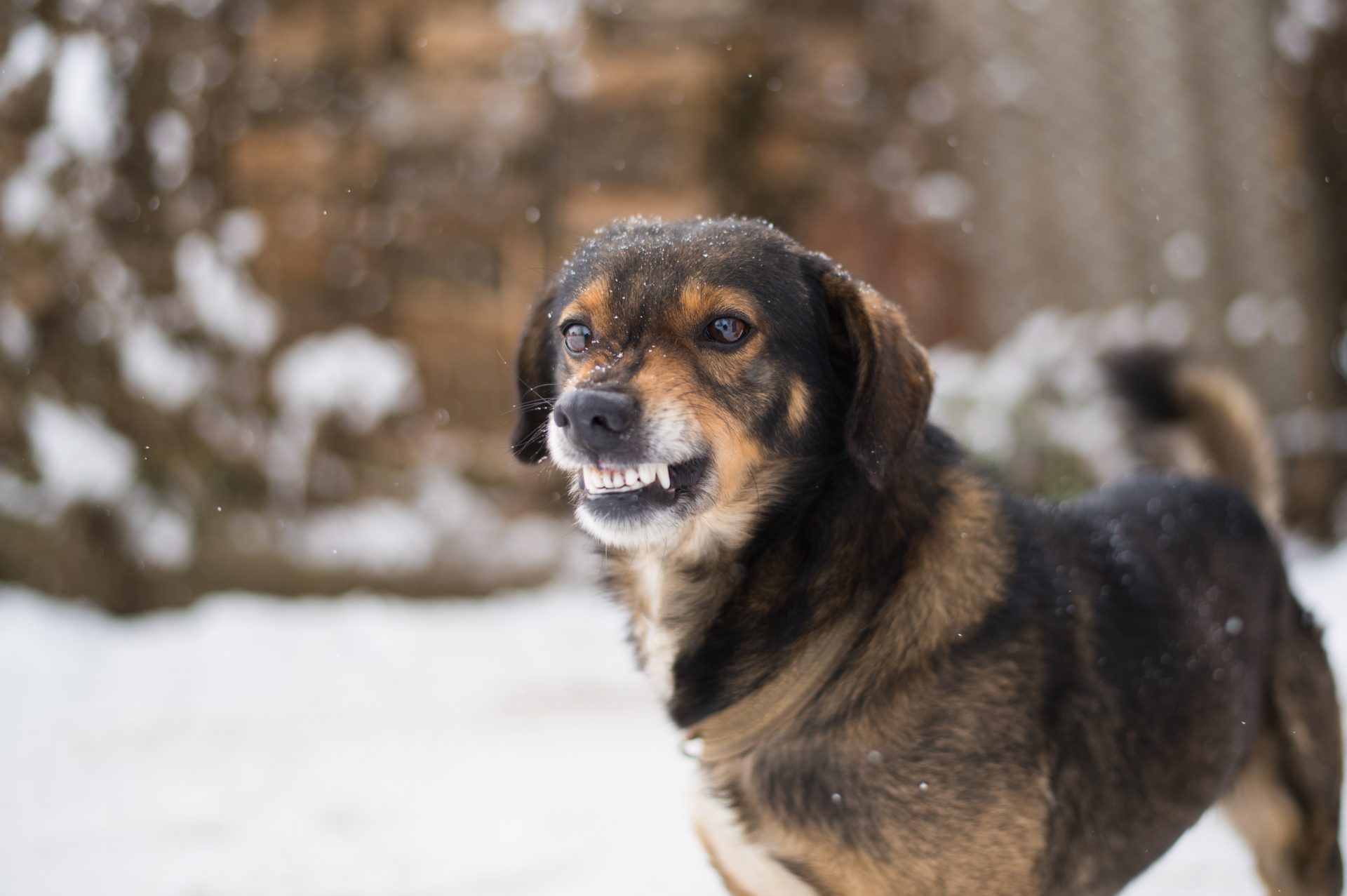 cane ringhia su sfondo nevoso