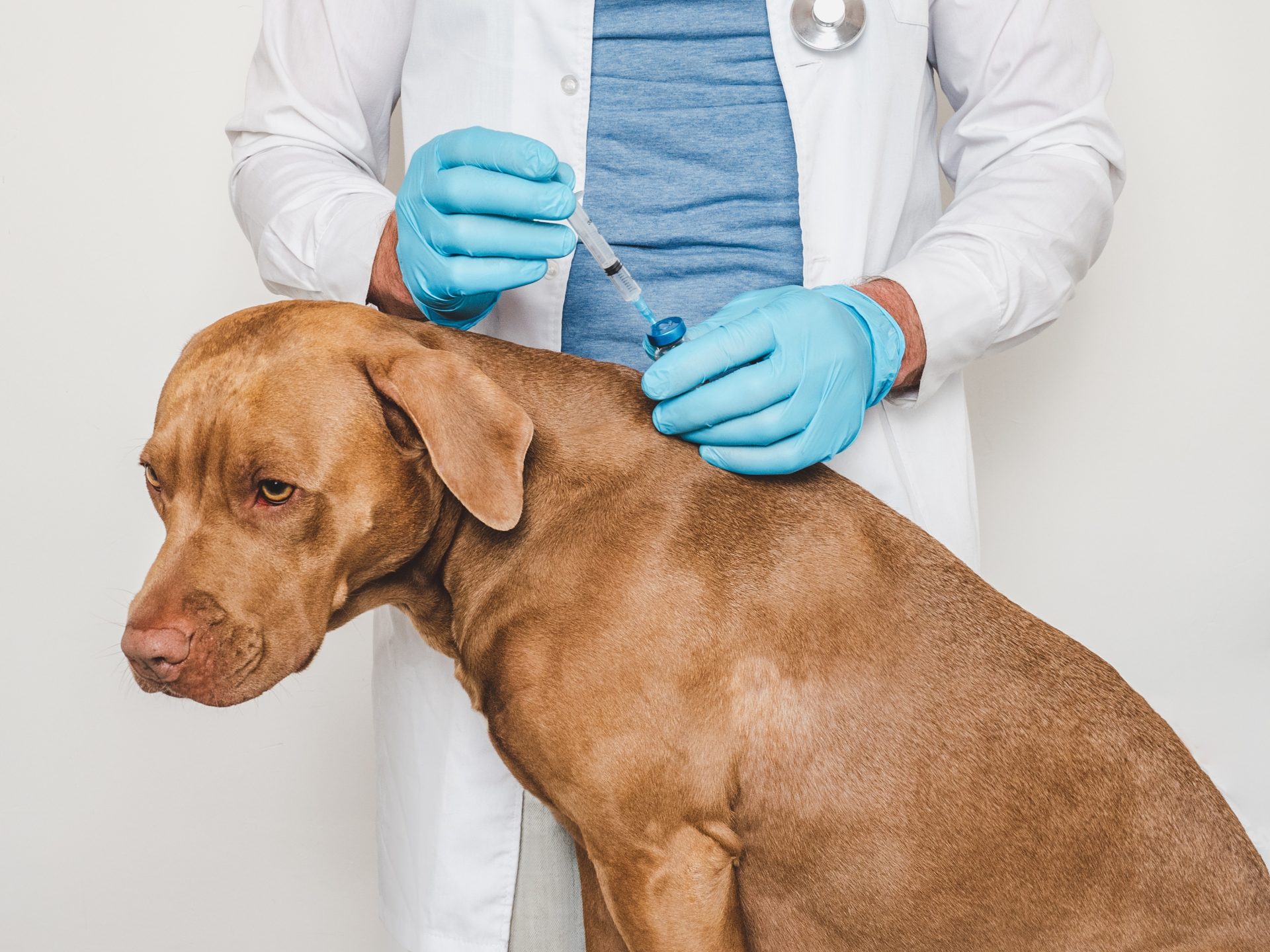 veterinario fa un'iniezione a un cane