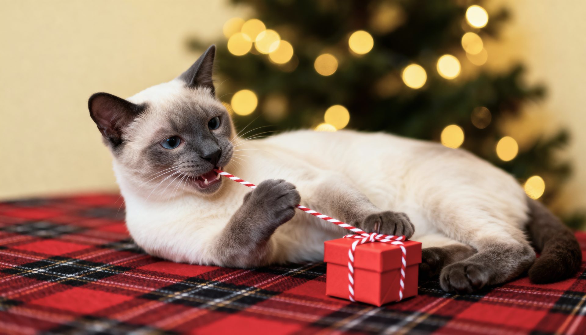 cane gioca con nastro di regalo di natale