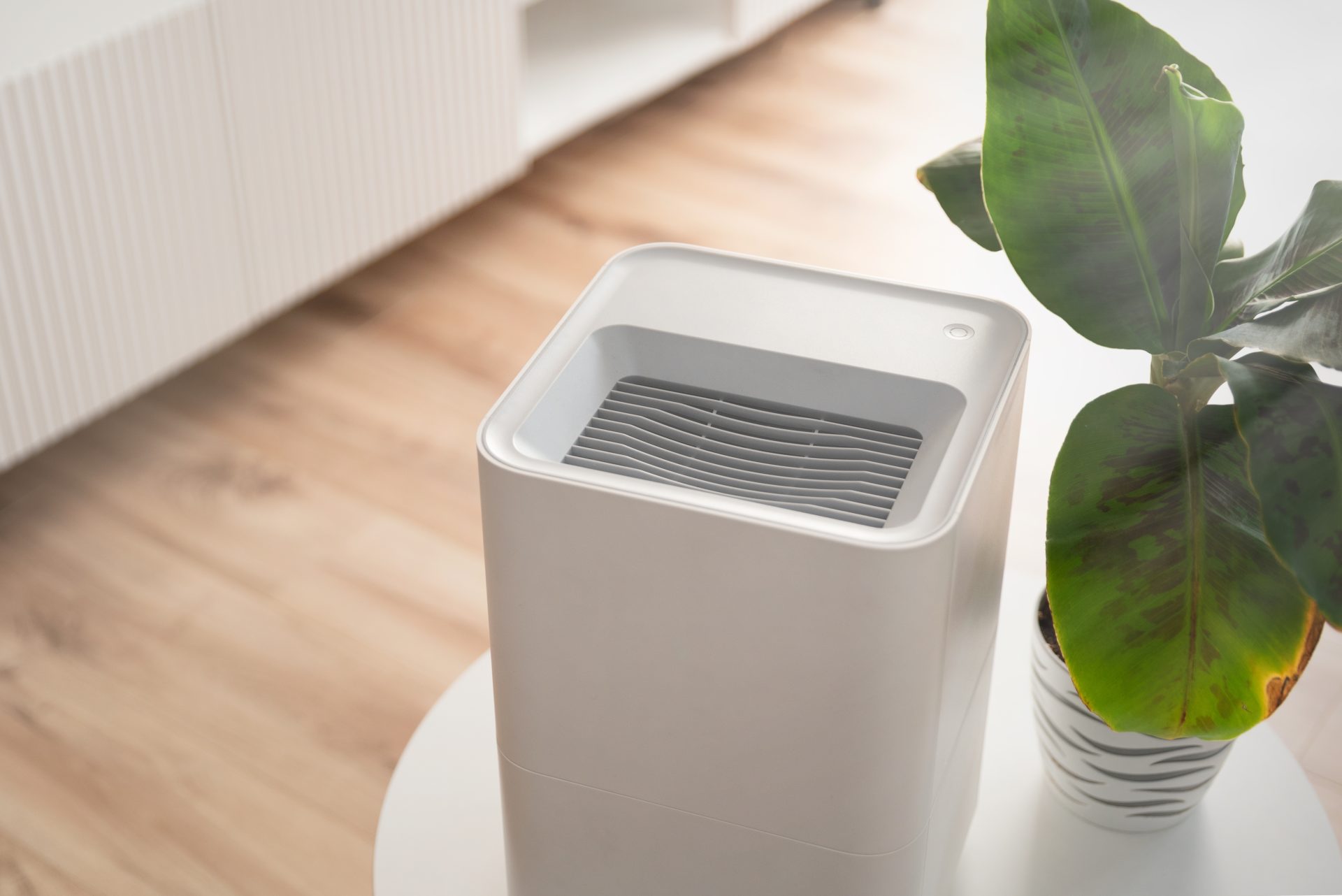 deumidificatore per ambienti vicino a pianta