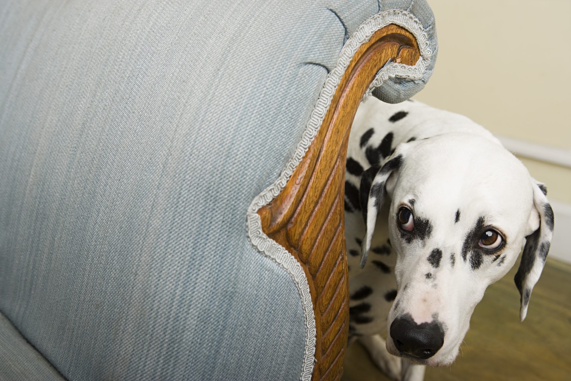 cane impaurito dietro poltrona