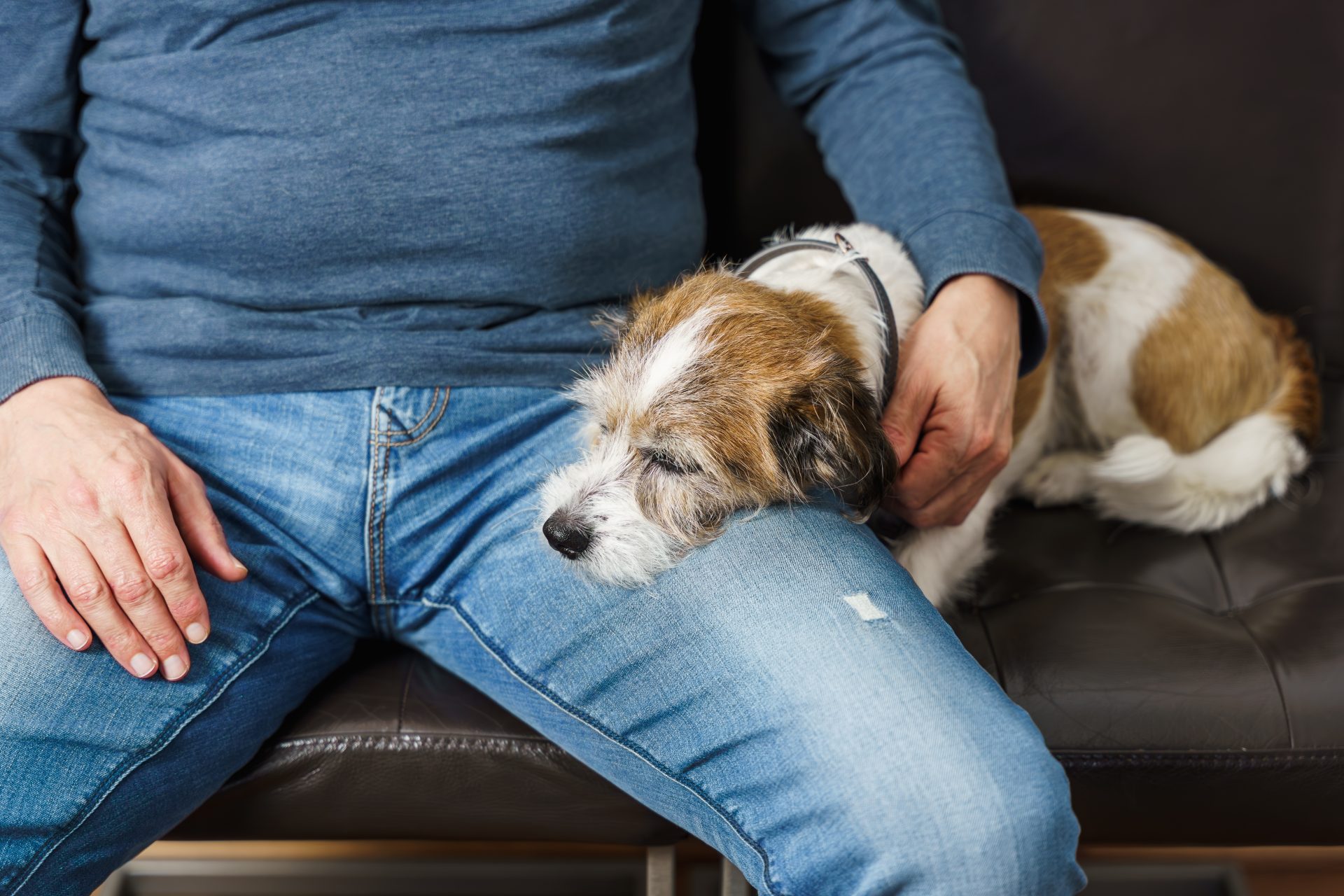 uomo accarezza cane 