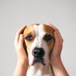 cane paura botti