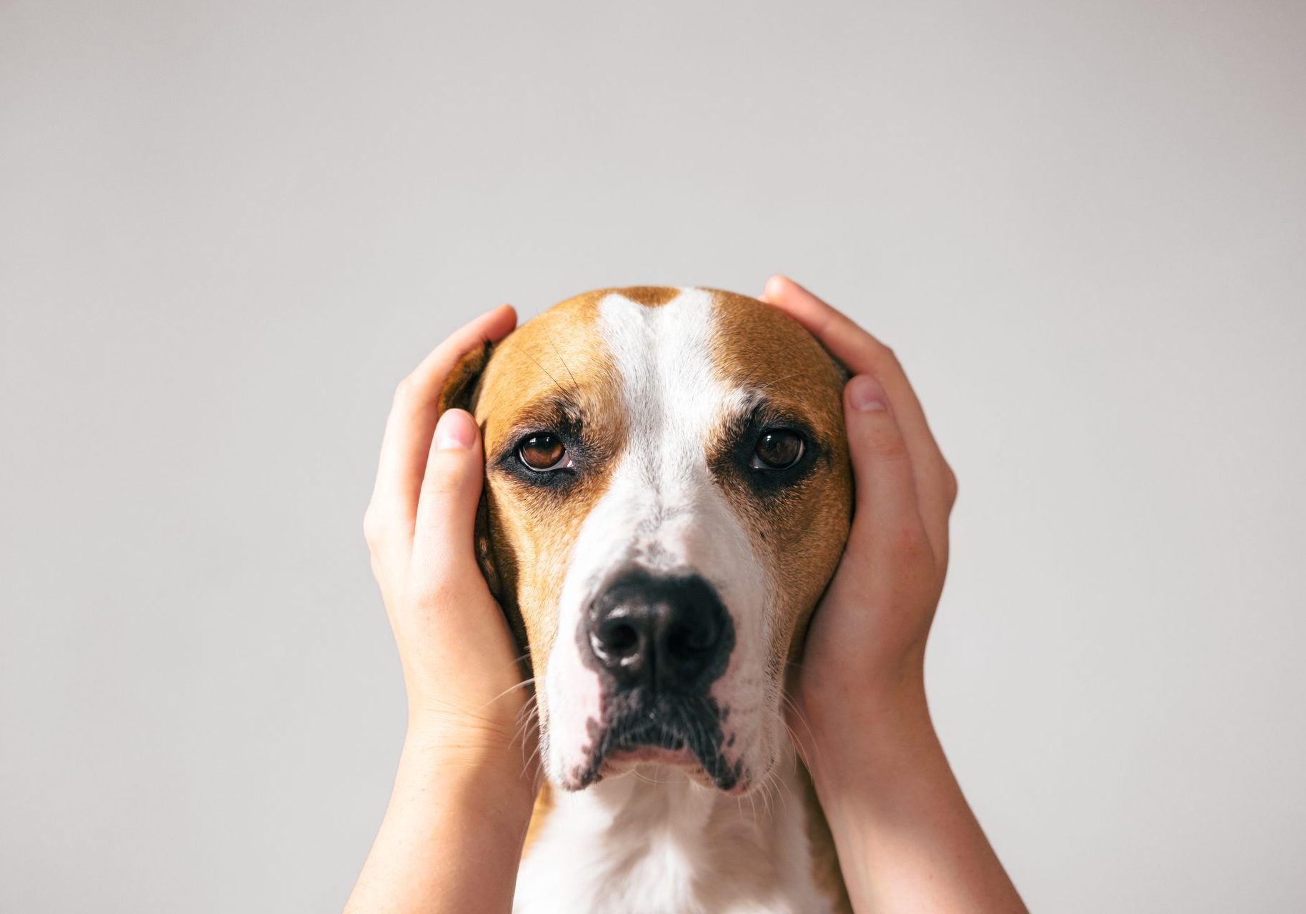cane paura botti