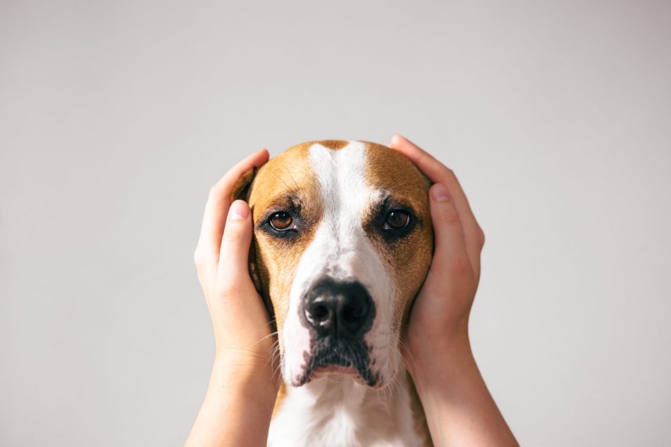 cane paura botti