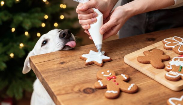 cane dolci natale