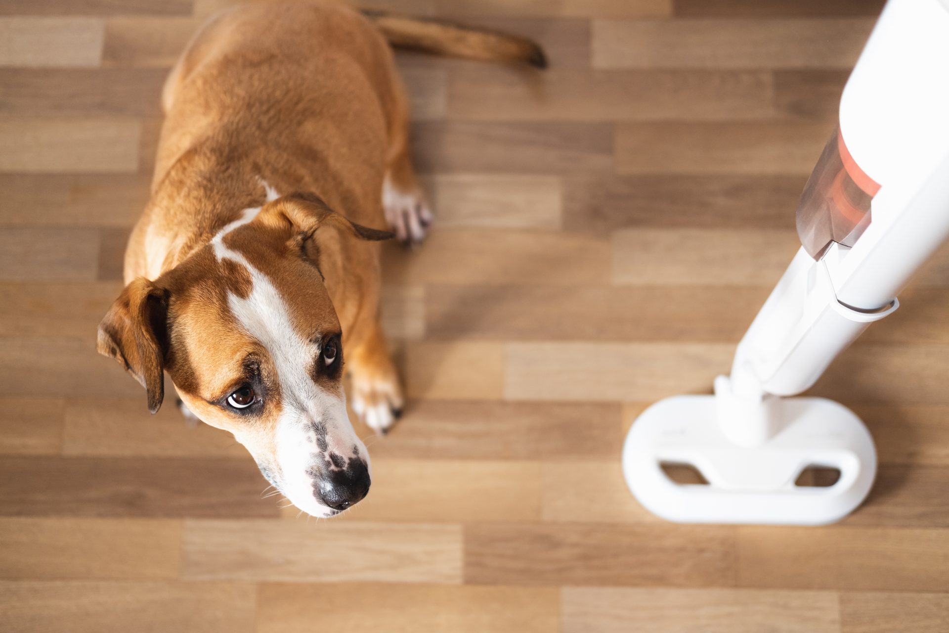 cane spaventato da aspirapolvere