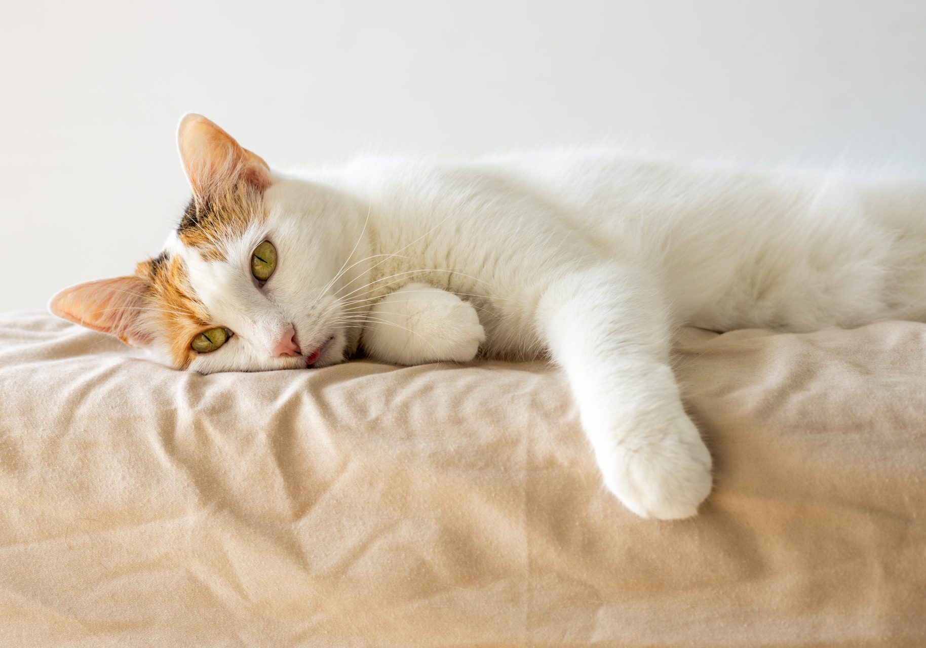 gastroenterite-gatto_cover gatto triste sdraiato