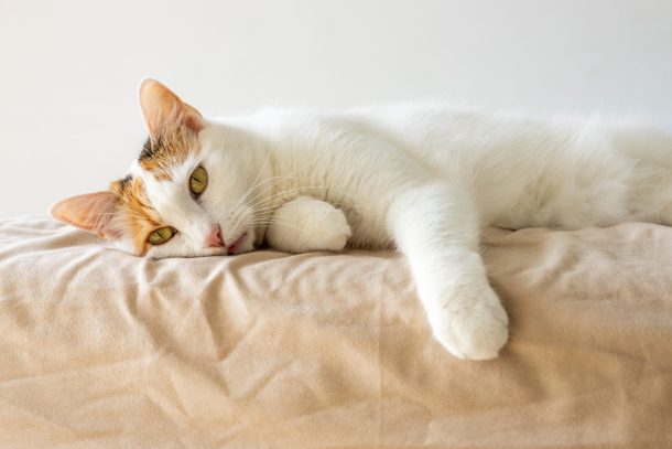 gastroenterite-gatto_cover gatto triste sdraiato