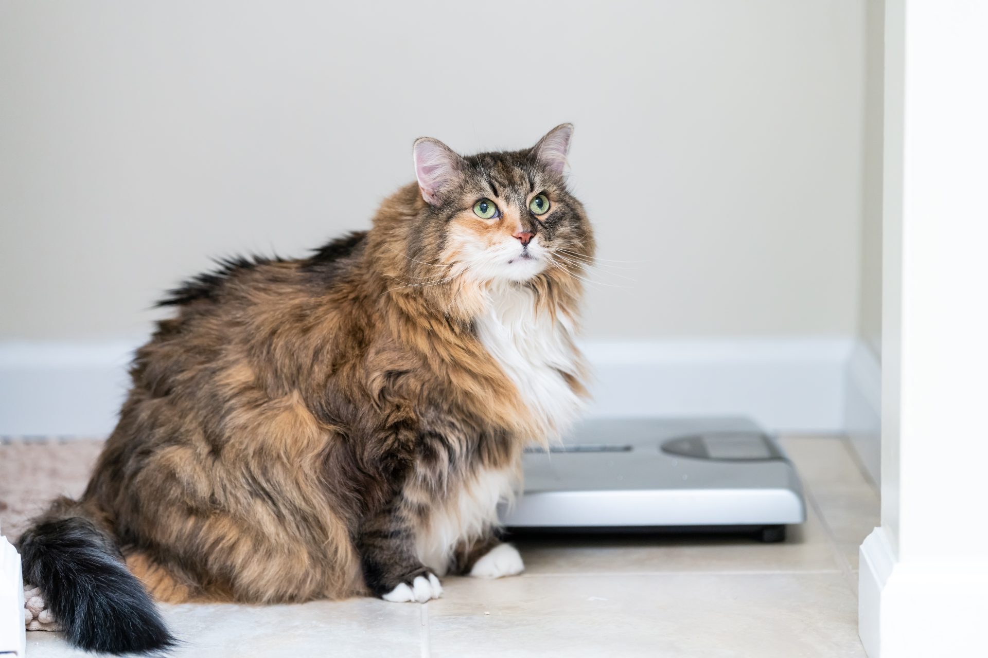 gatto obeso accanto a bilancia