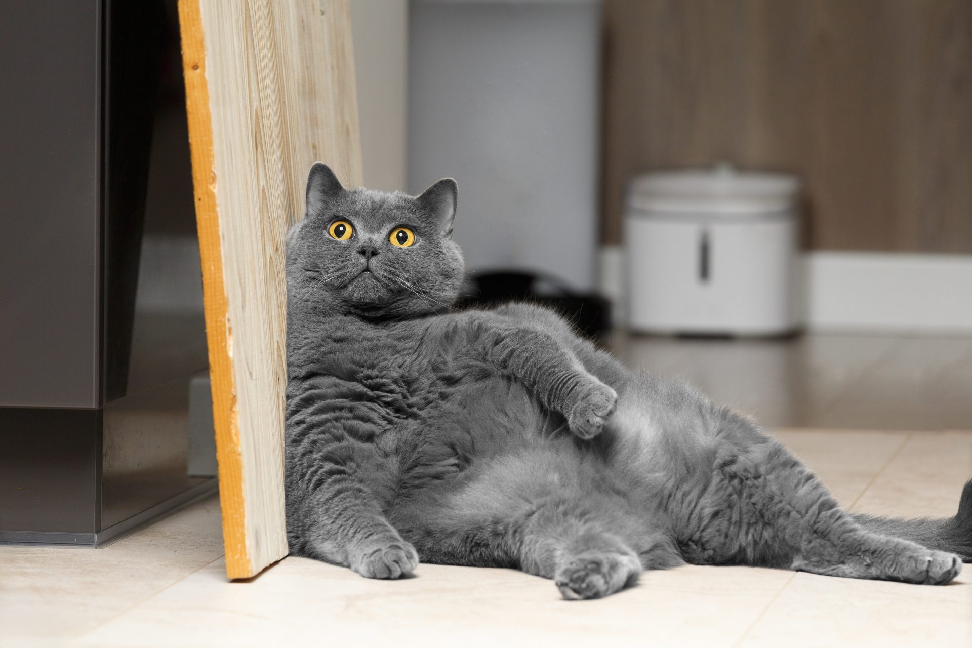 gatto obeso