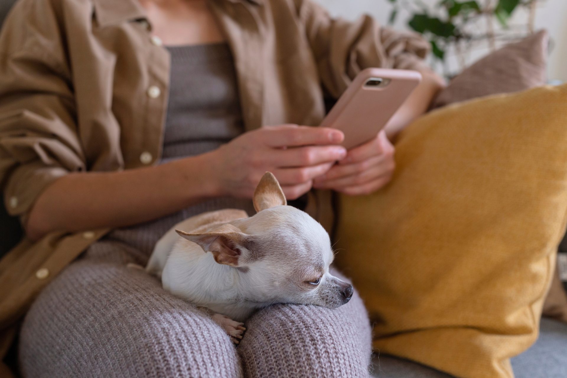 donna con chihuahua in braccio e telefono 