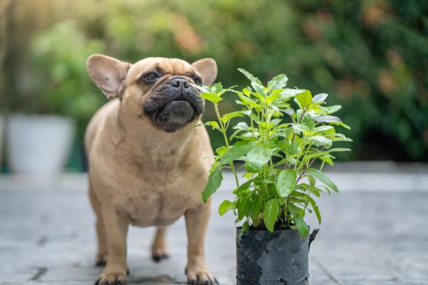 piante-tossiche-cani_cover bulldog annusa pianta