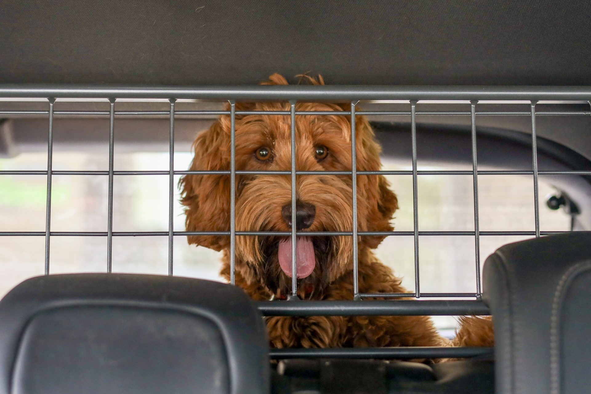 cane nel vano posteriore auto