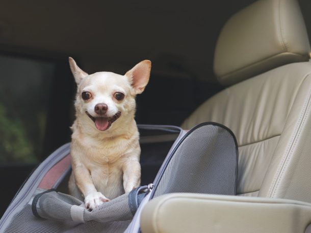 sicurezza-cane-auto_cover chihuahua dentro contenitore in auto