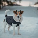 cane jack russell neve