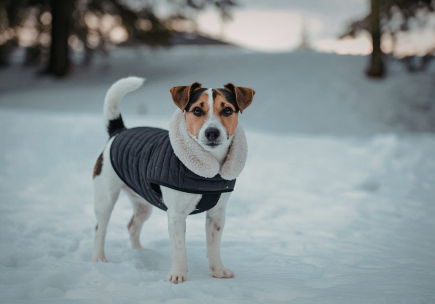 zampe-cane-inverno_cover cane jack russell neve