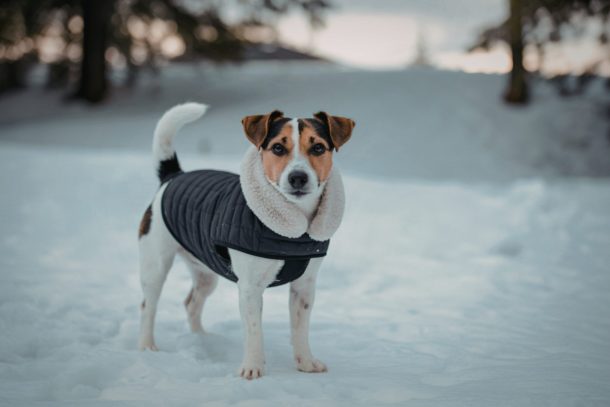 zampe-cane-inverno_cover cane jack russell neve
