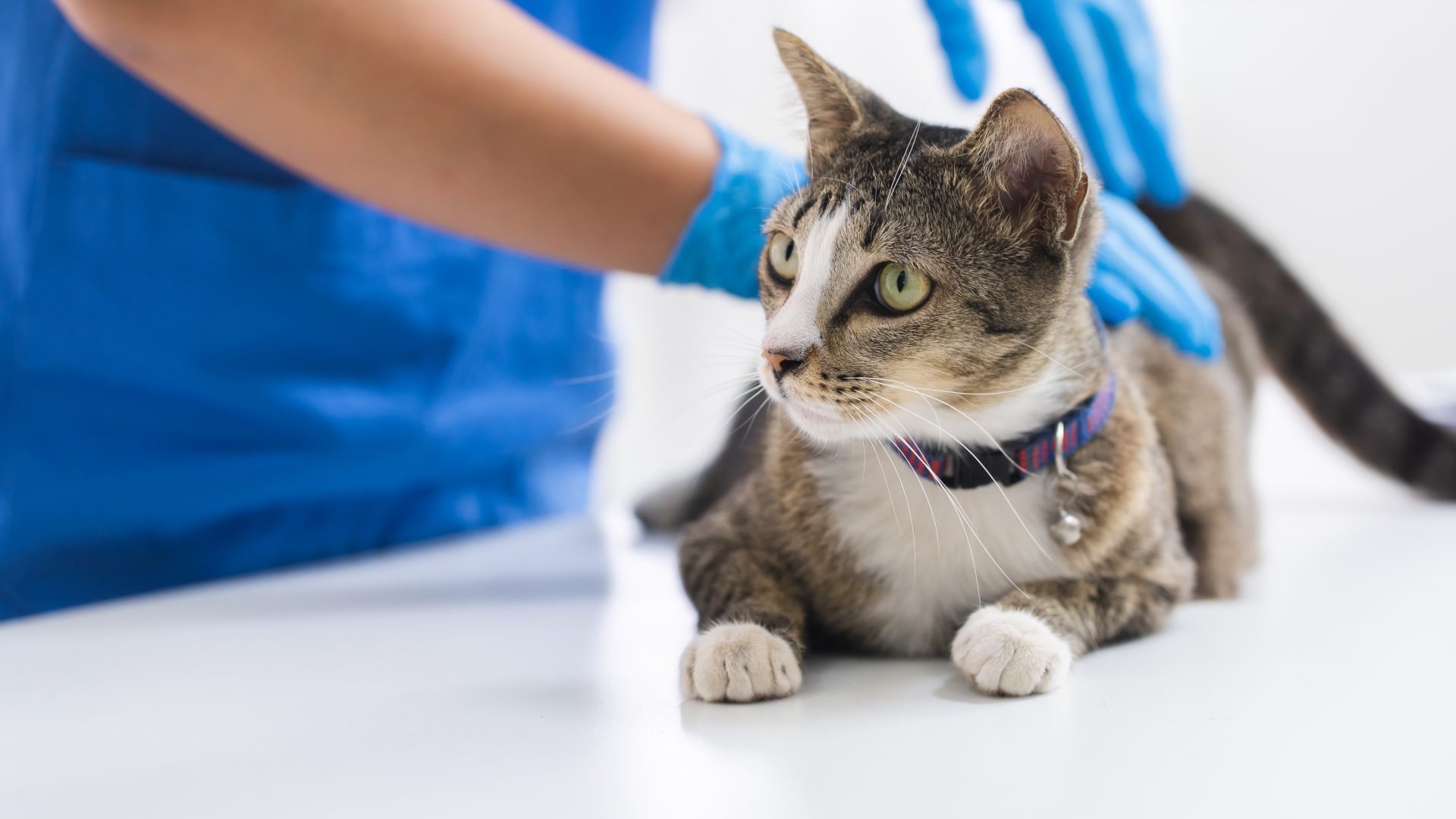 veterinario visita gatto