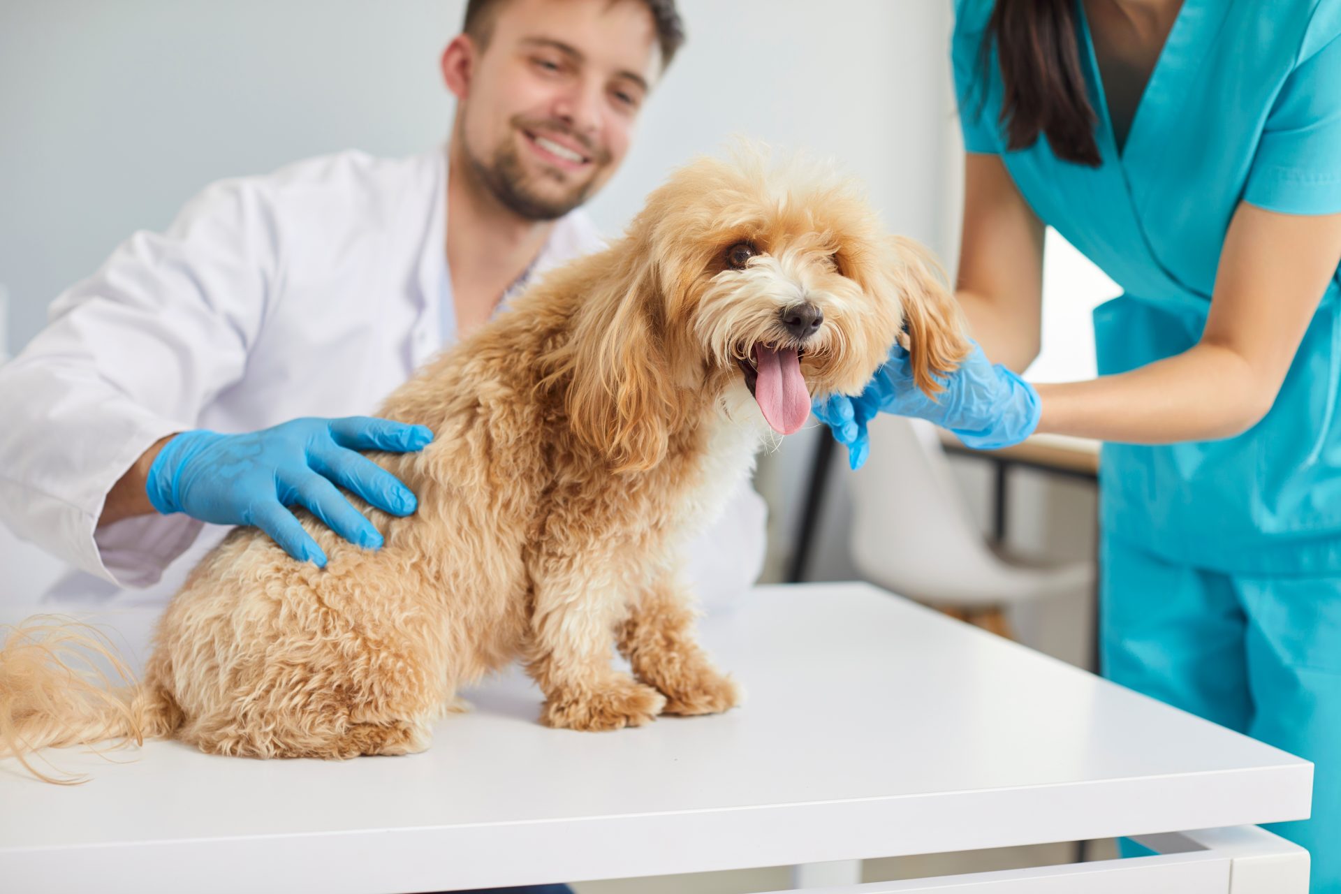 veterinari visitano cane