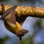 pipistrello della frutta