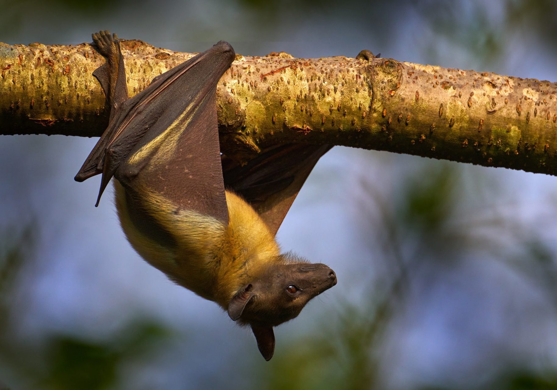 nipah-virus_cover pipistrello della frutta