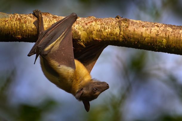 nipah-virus_cover pipistrello della frutta