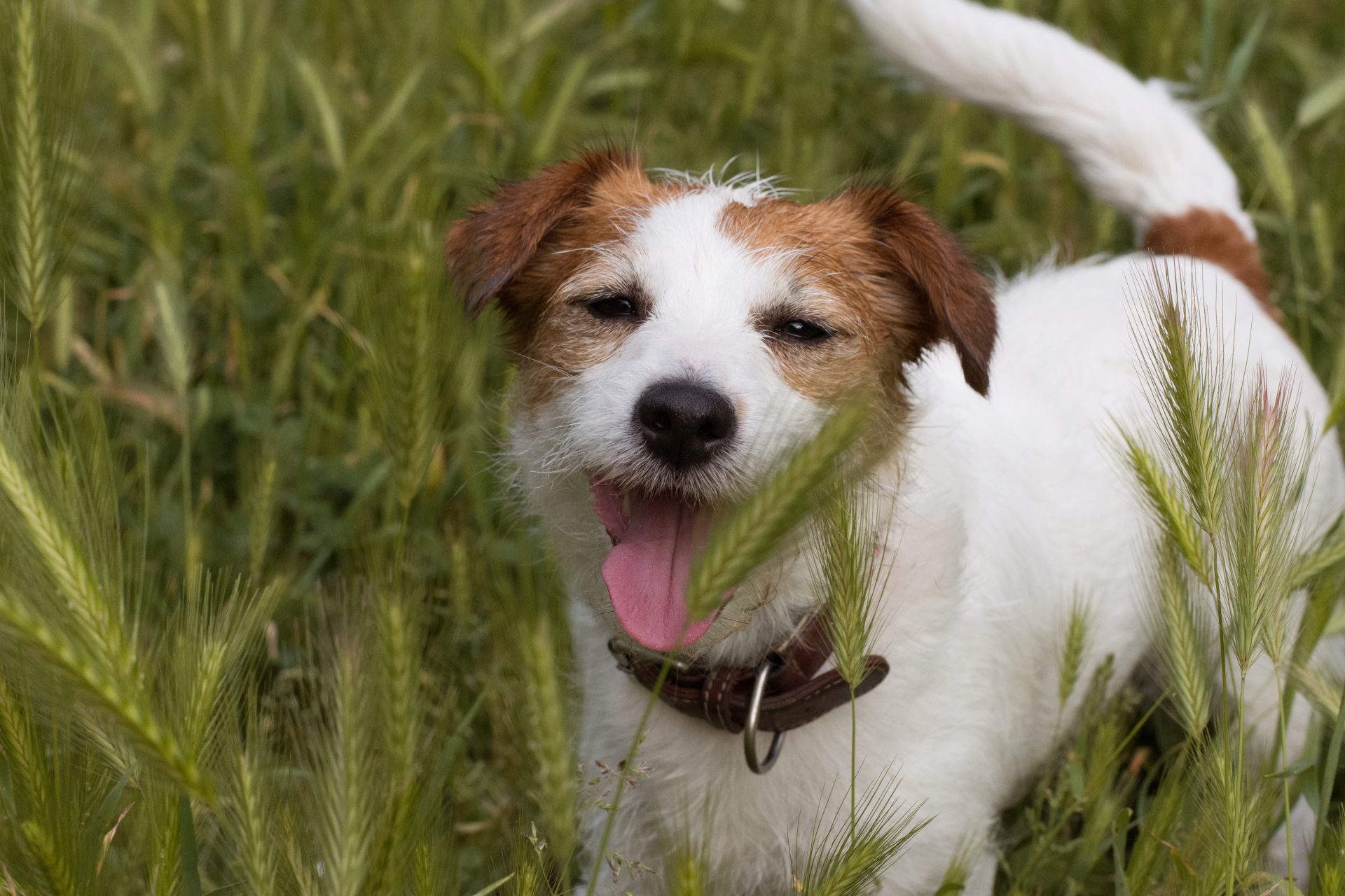 cane in un prato tra le spighe