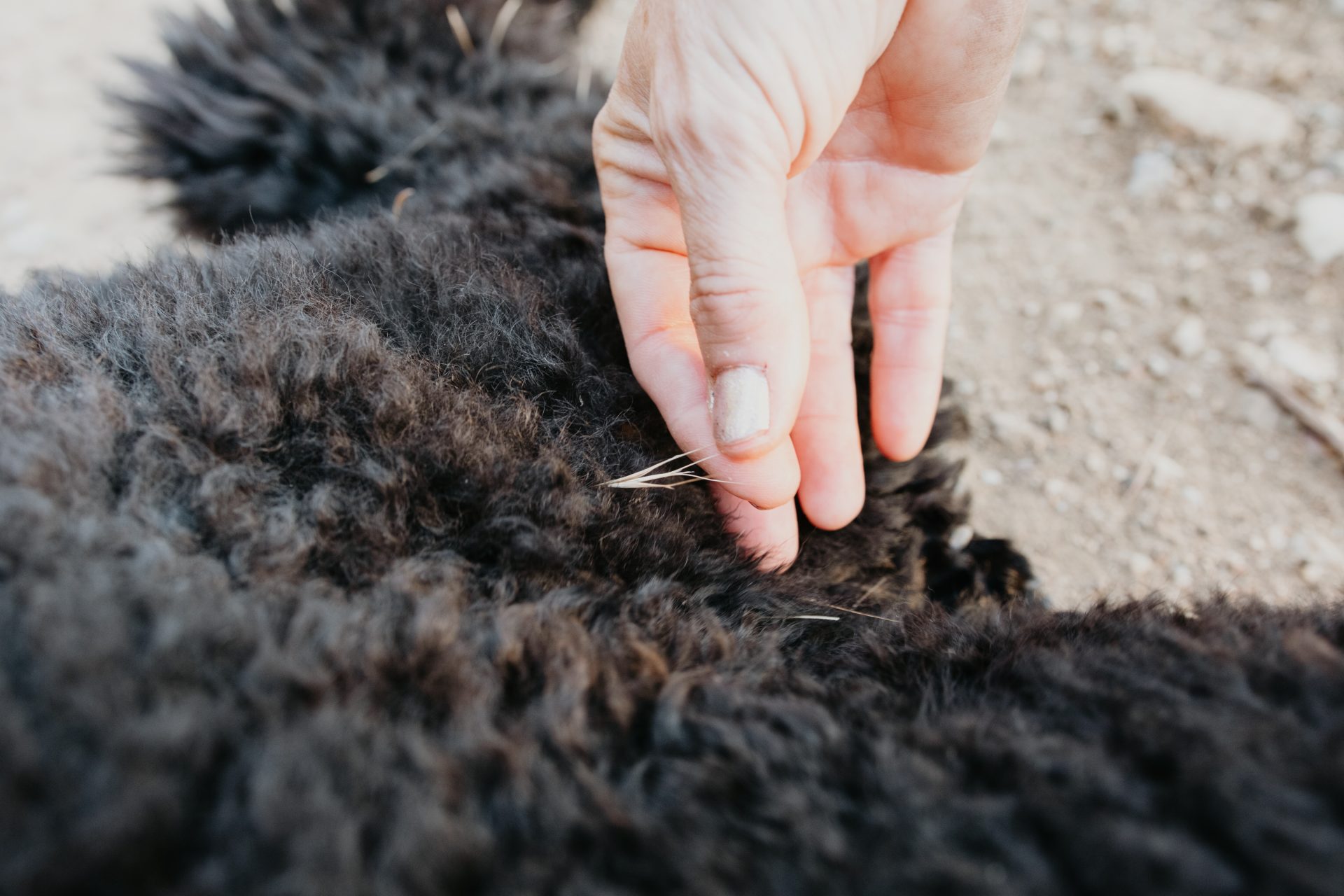 persona rimuove forasacco dal pelo di un cane
