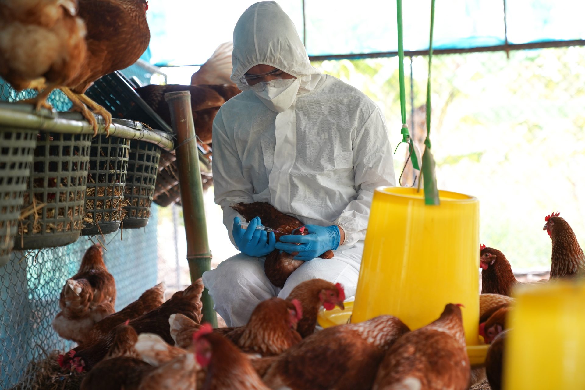 veterinario vaccina polli contro influenza aviaria