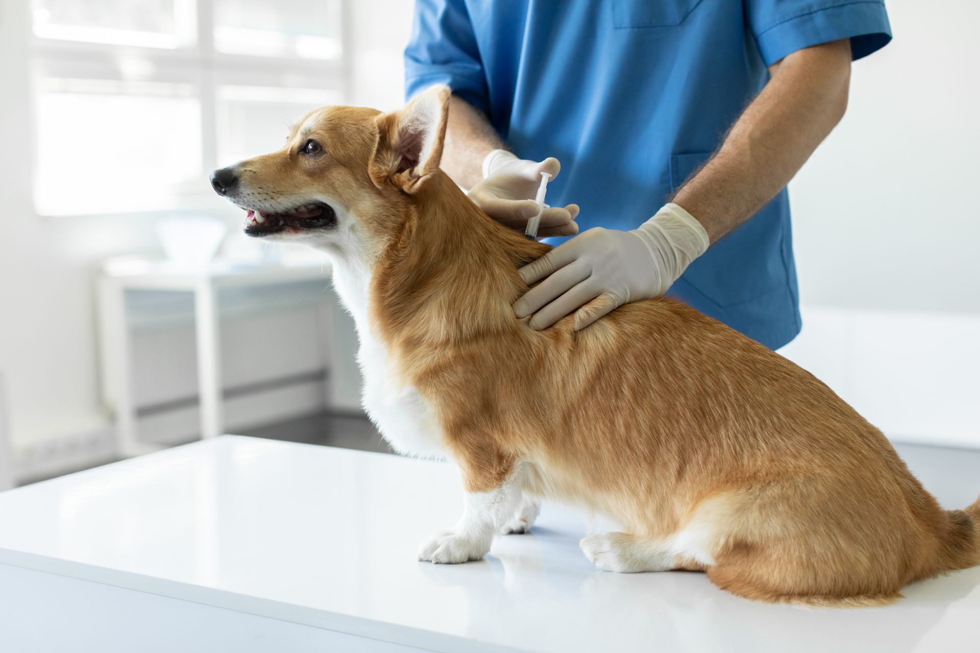 veterinario vaccina cane