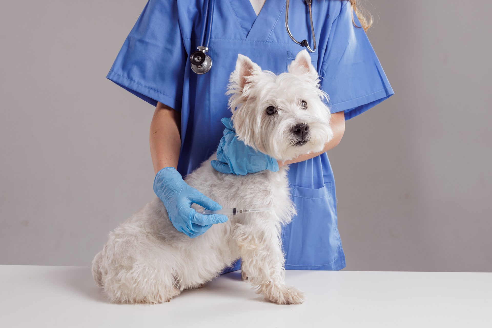 veterinaria con cagnolino