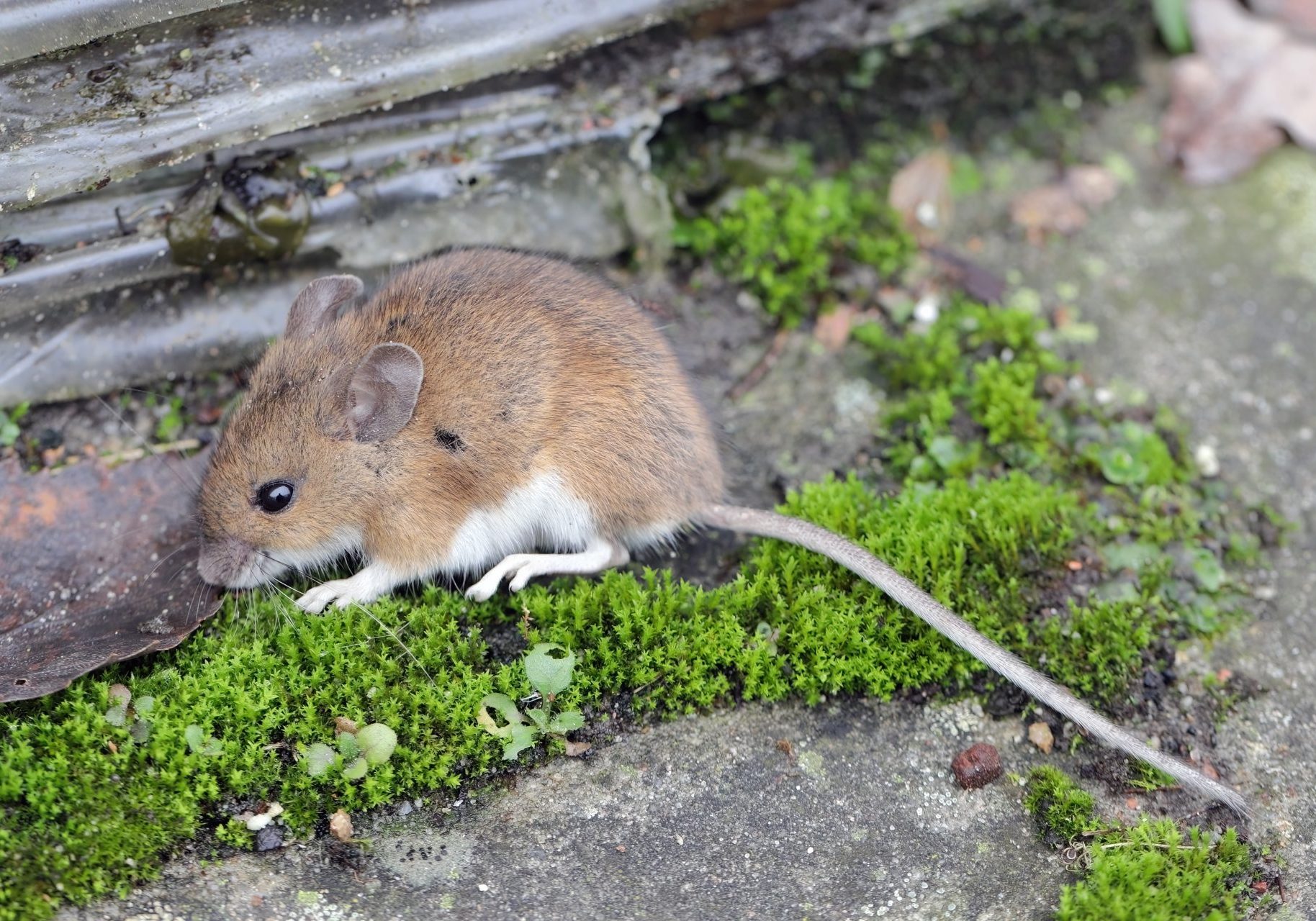 hantavirus_cover topo